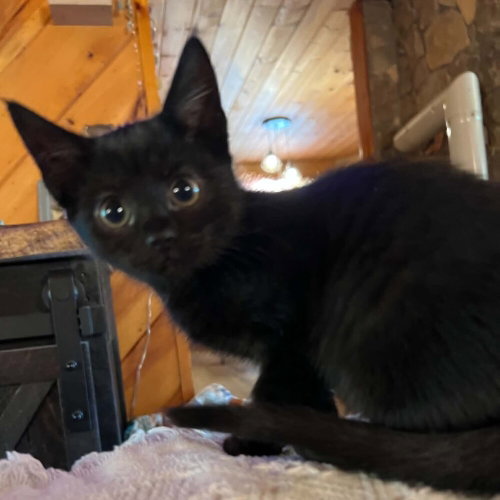 Sashimi, an adoptable Domestic Short Hair in Candler, NC