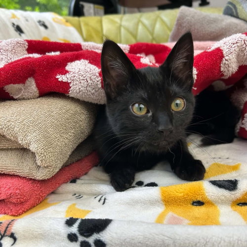 Edamame, an adoptable Domestic Short Hair in Candler, NC