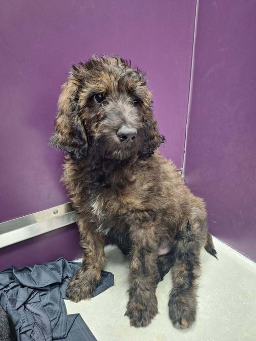 Drizzle, an adoptable Poodle in Candler, NC