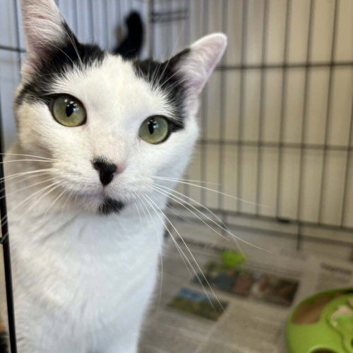 Nelson, an adoptable Domestic Short Hair in Candler, NC