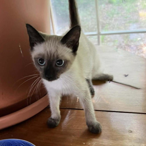Mist, an adoptable Siamese in Candler, NC