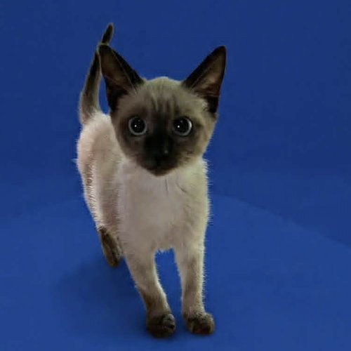 MIST - Siamese / Domestic Short Hair available for adoption