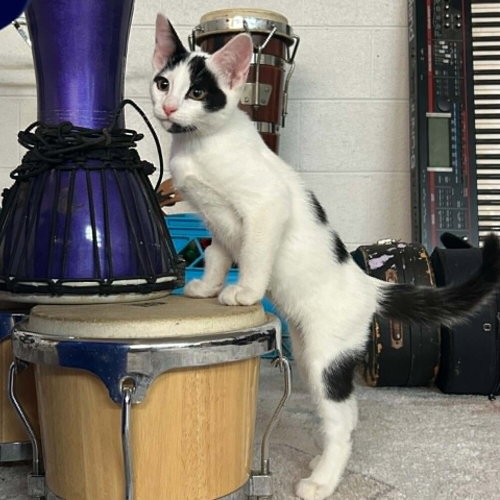 RIFF RAFF - Domestic Short Hair available for adoption