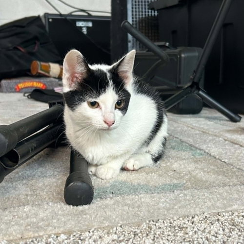 Magenta, an adoptable Domestic Short Hair in Candler, NC