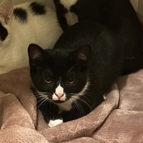 Eddie, an adoptable Domestic Short Hair in Candler, NC