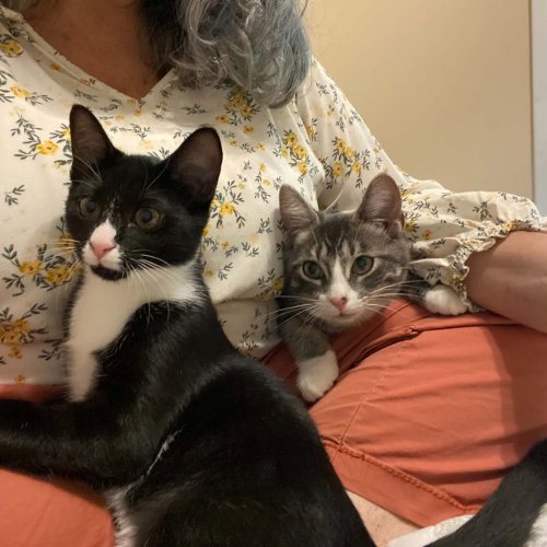 Eddie, Baby Domestic Short Hair, cat for adoption in Candler, North Carolina
