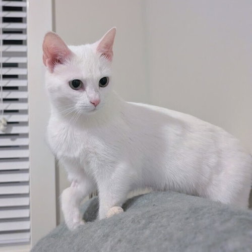 EDITH - Domestic Short Hair available for adoption