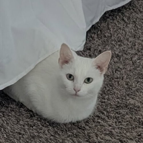 EDITH - Domestic Short Hair available for adoption