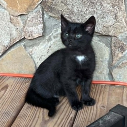 BENTO - Domestic Short Hair available for adoption