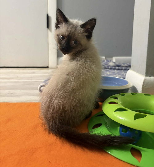 Beignet, an adoptable Siamese in Candler, NC