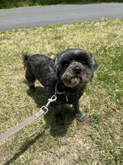 Griffy, an adoptable Terrier in Candler, NC