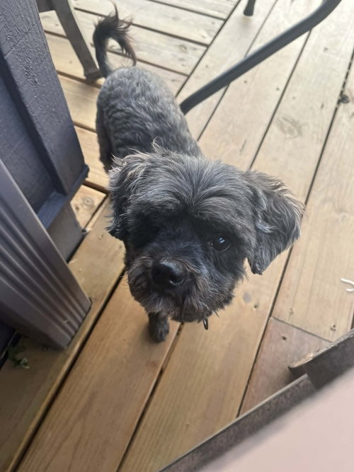 Griffy, an adoptable Terrier in Candler, NC