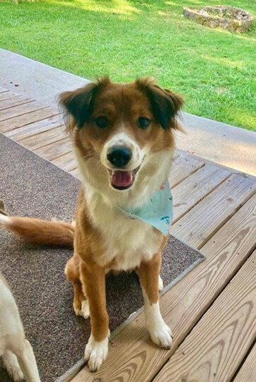 Mocha, an adoptable Australian Shepherd in Candler, NC