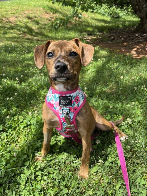 JANE - Terrier available for adoption