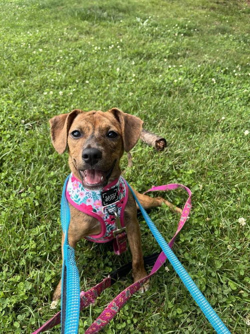 JANE - Terrier available for adoption