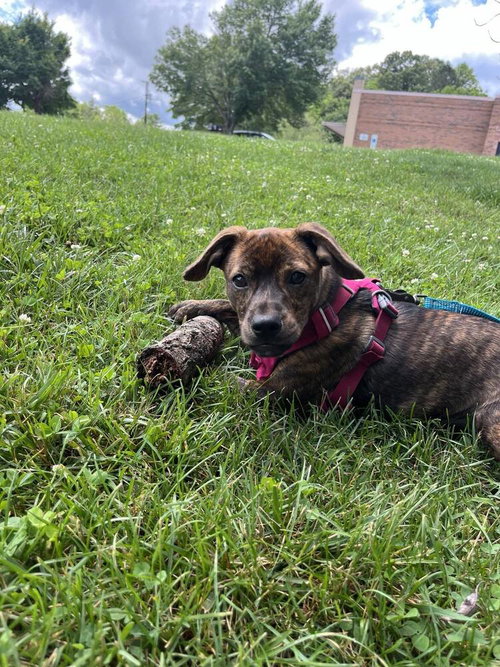 MARSHA - Terrier available for adoption