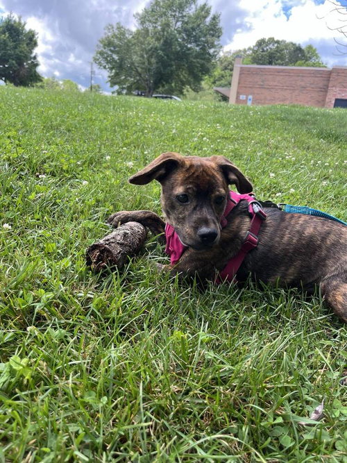 MARSHA - Terrier available for adoption