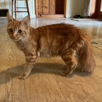 SLOANE - Domestic Medium Hair available for adoption