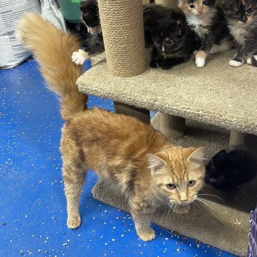 SLOANE - Domestic Medium Hair available for adoption