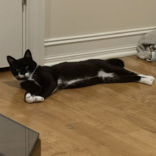 ECHO - Domestic Short Hair available for adoption