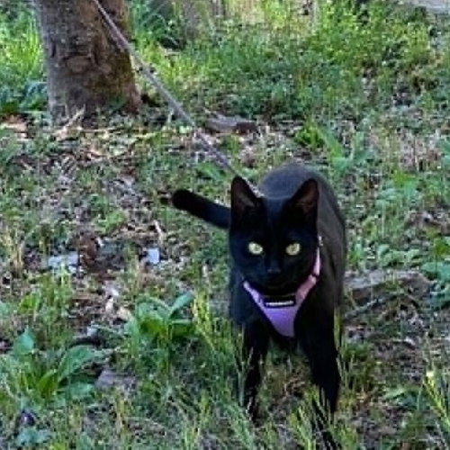HATTIE - Domestic Short Hair available for adoption