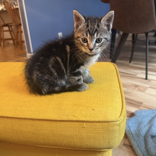 NORMAN - Domestic Short Hair available for adoption
