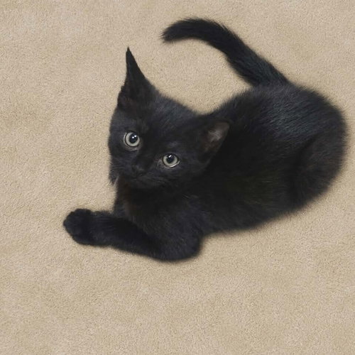 CAY - Domestic Short Hair available for adoption