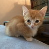 Copper - Photo 1