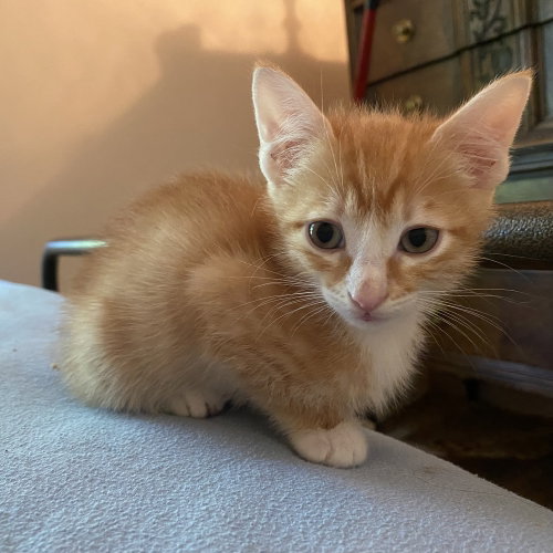 COPPER - Domestic Short Hair available for adoption