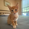 Copper - Photo 2
