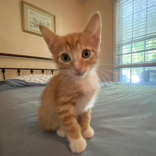 COPPER - Domestic Short Hair available for adoption