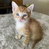 Copper - Photo 3