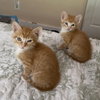 Copper - Photo 4