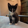 Tux - Photo 1