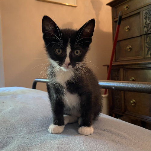TUX - Domestic Short Hair available for adoption
