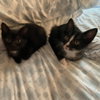 Tux - Photo 2