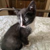 Tux - Photo 3