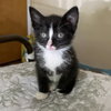 Tux - Photo 4