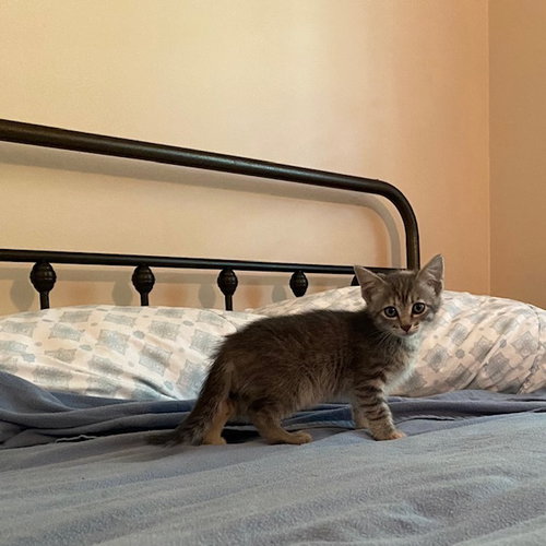 ALLY - Domestic Short Hair available for adoption