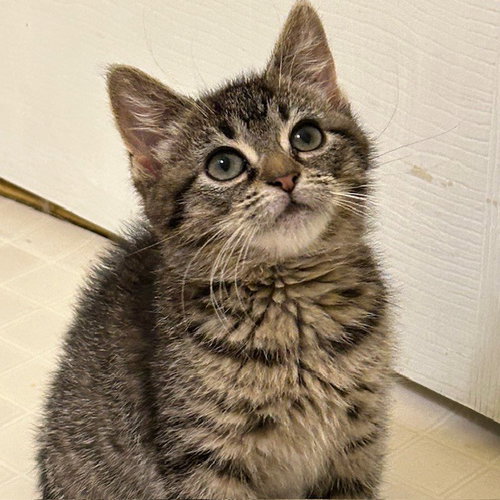 YABBI - Domestic Short Hair available for adoption