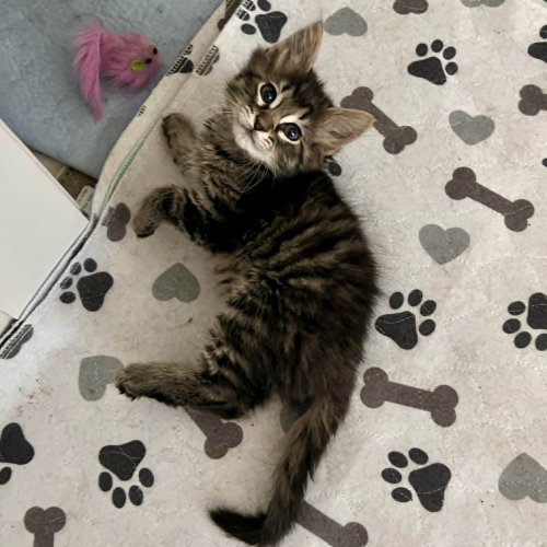 CHUNKY MONKEY - Domestic Medium Hair available for adoption