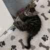 Chunky Monkey - Photo 2