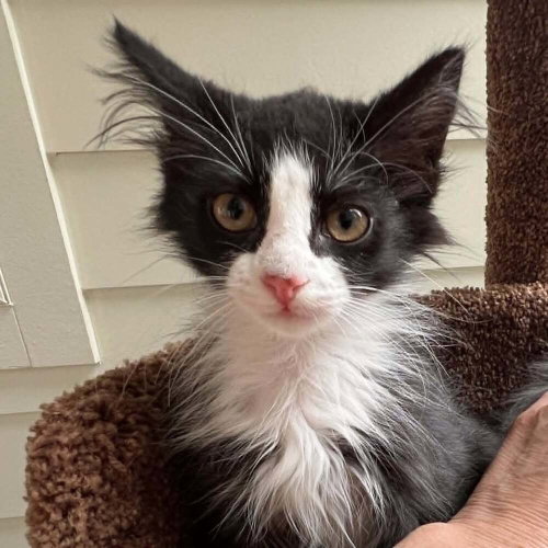 COLUMBIA - Domestic Medium Hair available for adoption