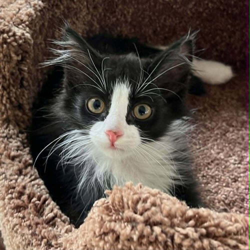 COLUMBIA - Domestic Medium Hair available for adoption
