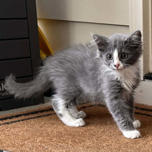 FRANK-N-FURTER - Domestic Medium Hair available for adoption