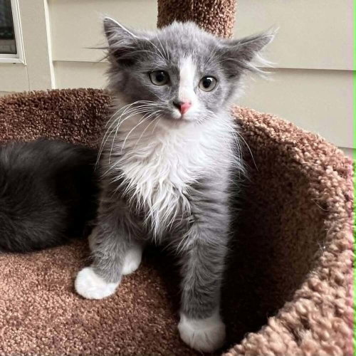 FRANK-N-FURTER - Domestic Medium Hair available for adoption