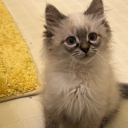 YOCEAN - Siamese / Domestic Medium Hair available for adoption