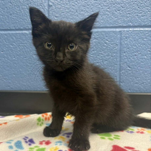 Eclair, Baby Domestic Medium Hair, cat for adoption in Asheville, North Carolina