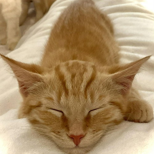 Mango Tango