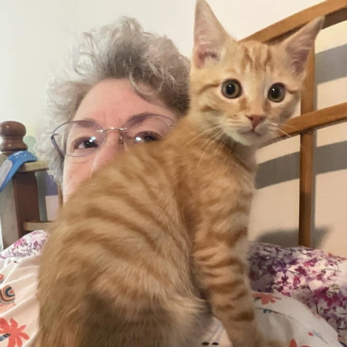 Mango Tango, Baby Domestic Short Hair, cat for adoption in Asheville, North Carolina